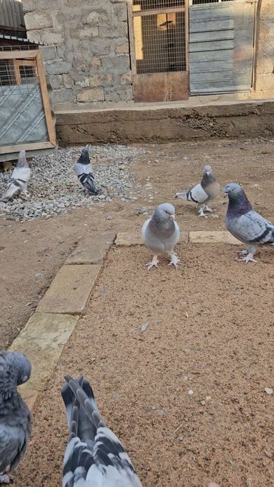 Голуби бойные такла