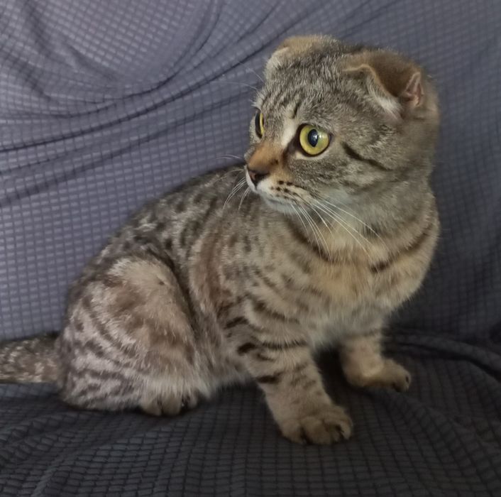 Отдам кошечку даром