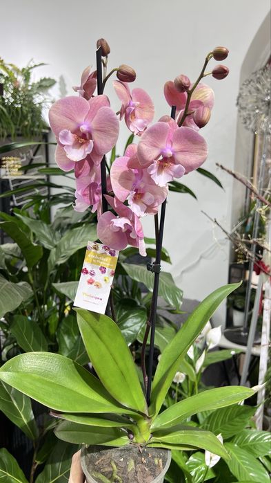 Цветущие орхидеи на любой вкус