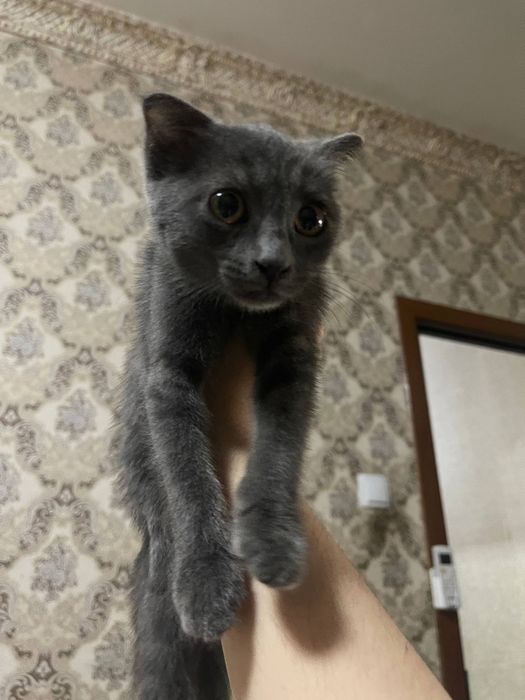 Кошка русская голубая