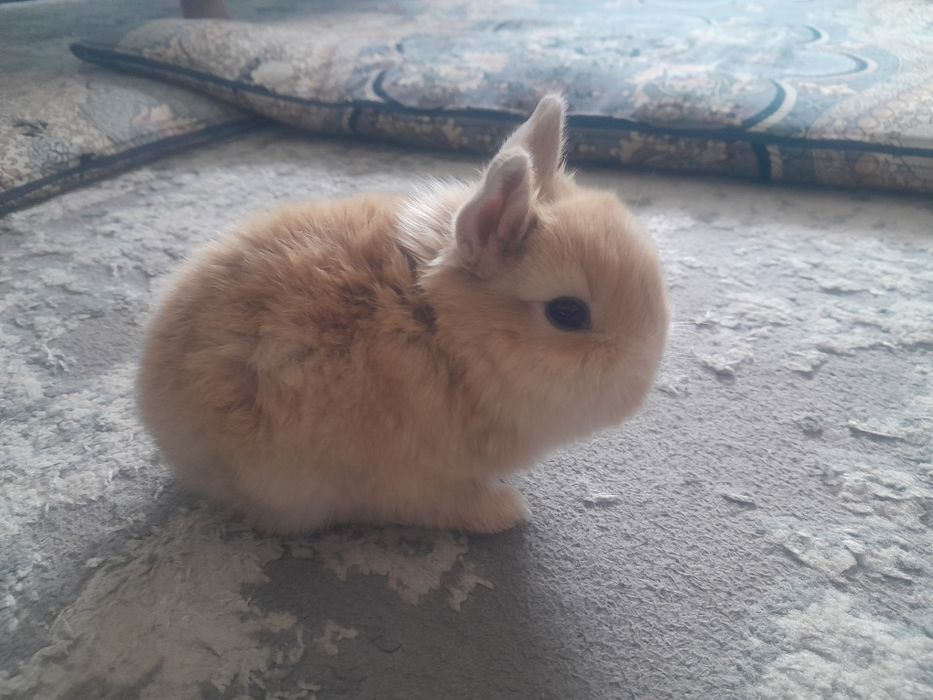 Quyon bolalari. Karlik quyoncha