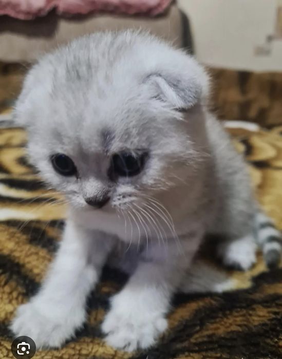 Шотландские котята