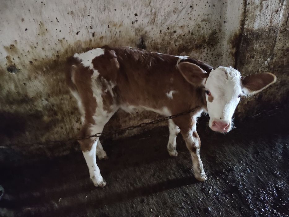 Două vitele baltate