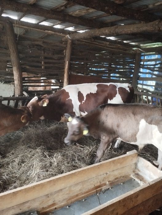 De vânzare 16 vitei 11taurasi și 5vitele detalii despre acest ea la Nr de tel 0774423055
