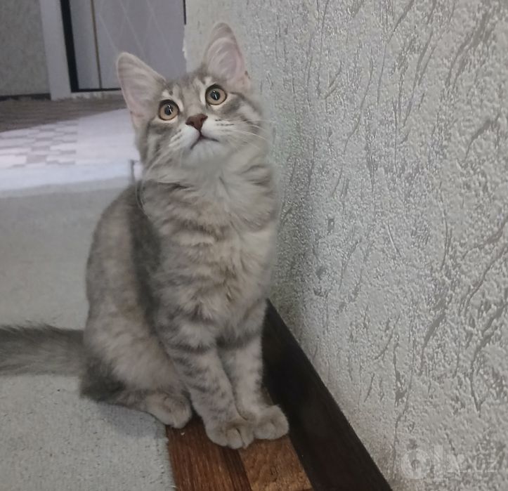Отдаю кошку даром.