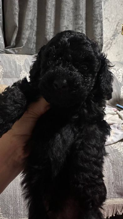 Той пудель мальчик и девочка