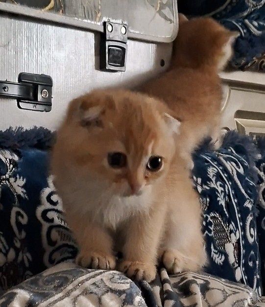 Zılotaya Shinshila