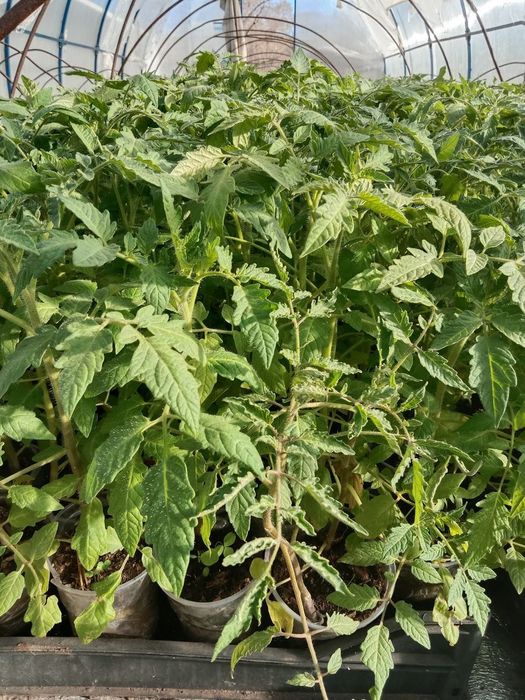 Продам рассаду помидор, перцев, баклажан!!
