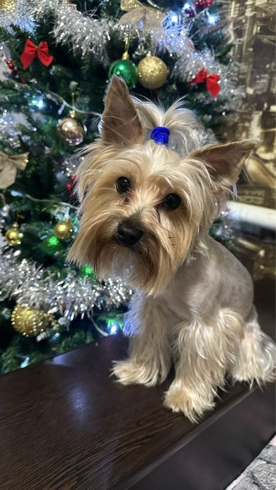 Вязка йорка мальчик