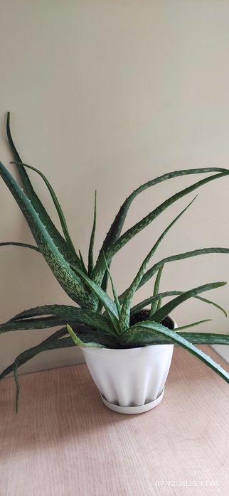 Алое Вера комнатный цветок