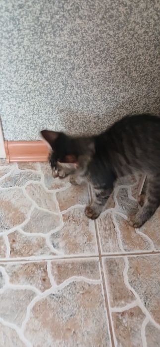 Котенок котенок котенок