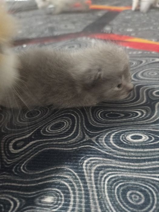 Продам двухнедельных котят