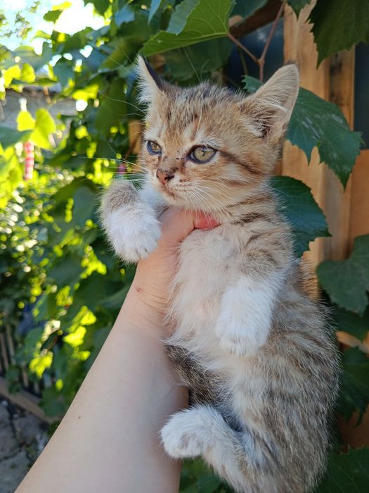 Отдам котят в добрые руки