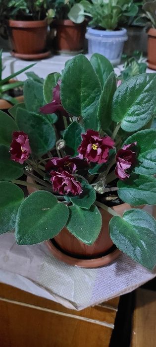 Продам сортовые фиалки