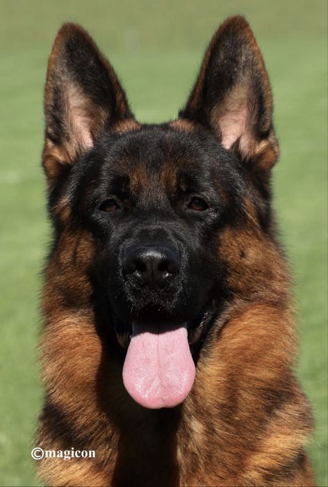 Femeluta Ciobanesc German de top cu arbitraj