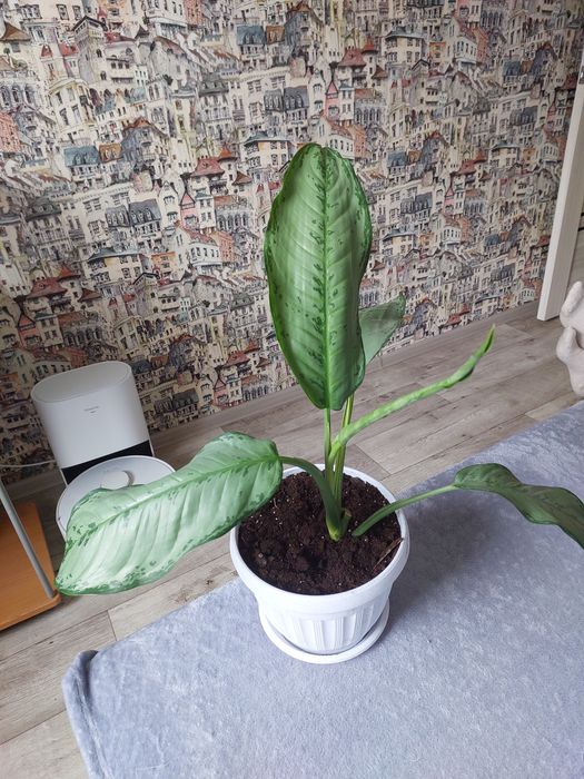 Комнатные растения.