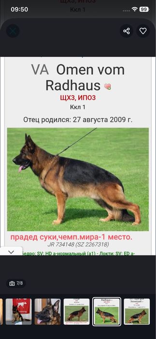Нескцские овчарки