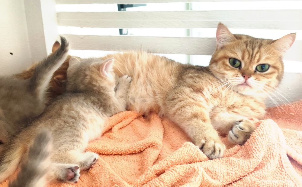 ОчаРоваШки БриТашкИ _