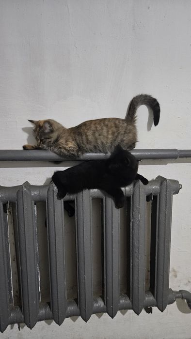 Отдам только в хорошие руки, две девочки