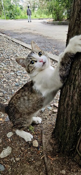 SOS!!! Котик срочно ищет хозяина!