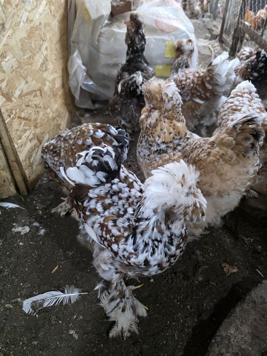 Продавам яйца от струмски стандарт