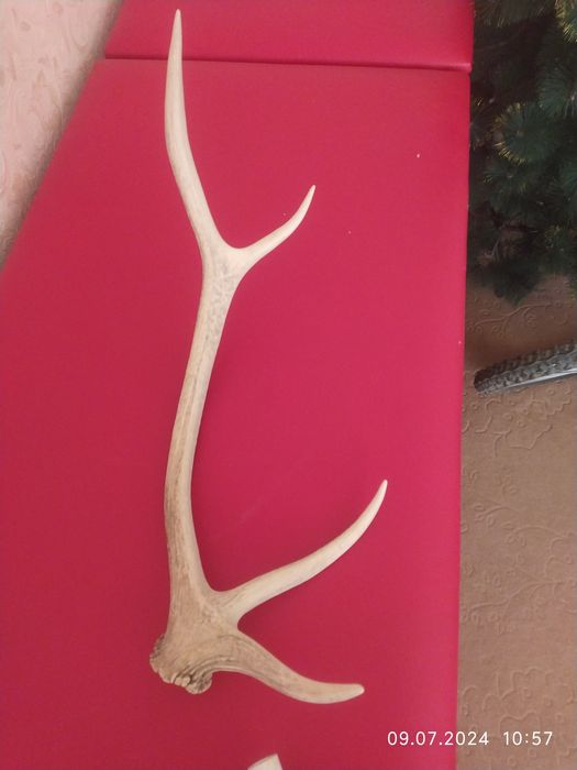 Рог Бухарского Оленя в  Отличном состоянии . И Медведь мягкая игрушка