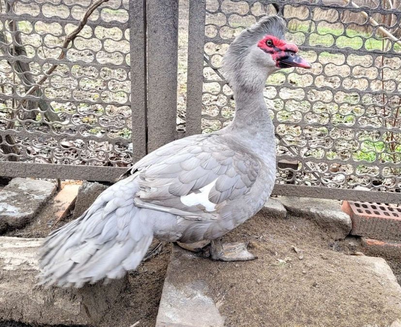 лавандовое индоутки Индоутята