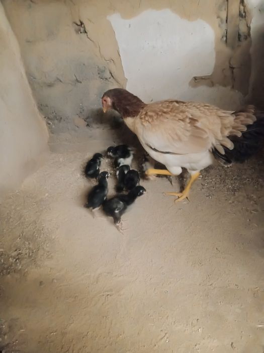 Дакан шөжелеры тауығымен