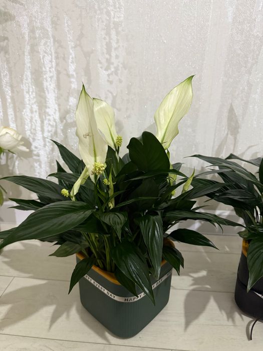 Цветы букет свежий