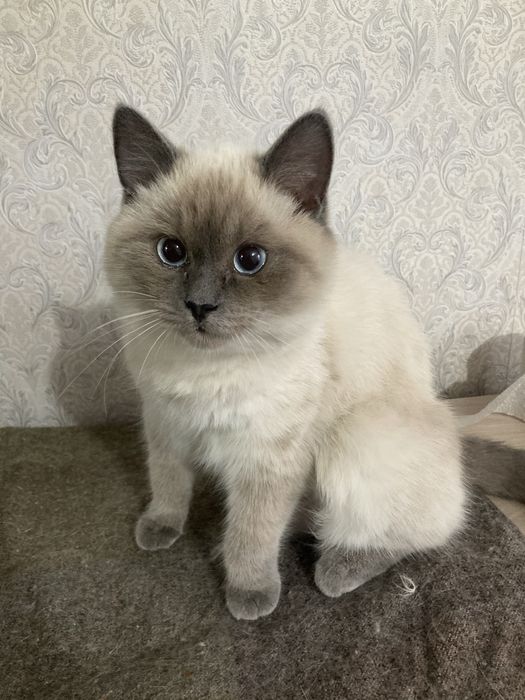 Смесь тайской кошки