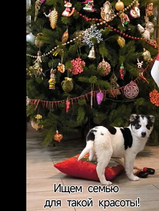 Щенок в добрые руки!