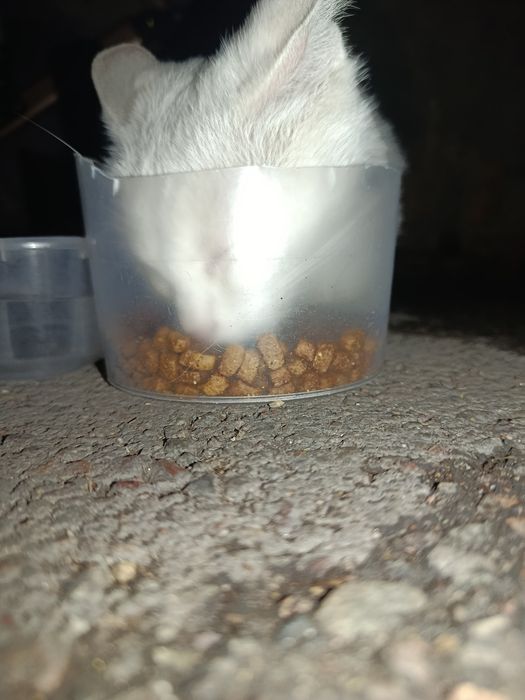Кошке нужен дом!