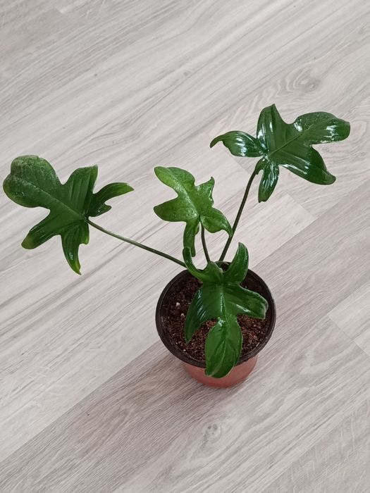 Продам филодендроны