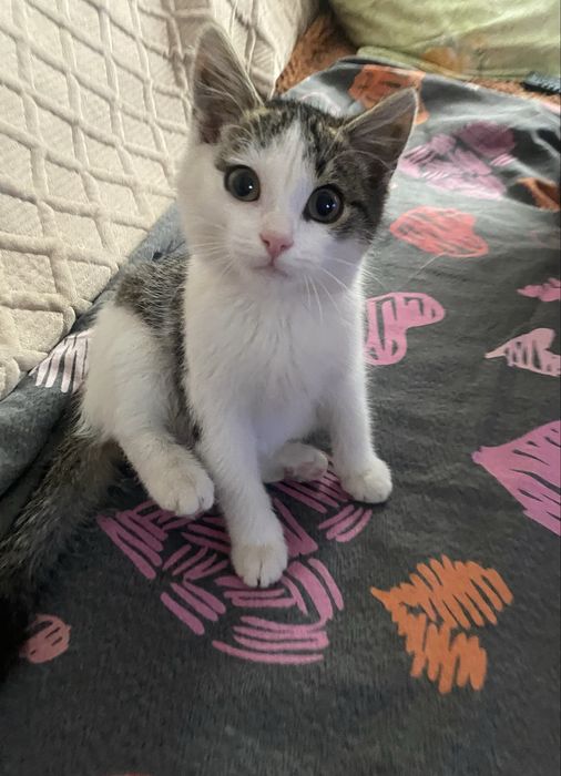 Котик 3 мес.в добрые руки