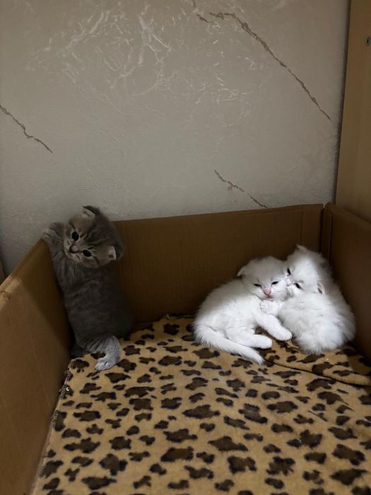 Котята,скоттиш фолд