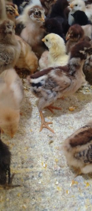 Хонаки товук жужалари сотувда