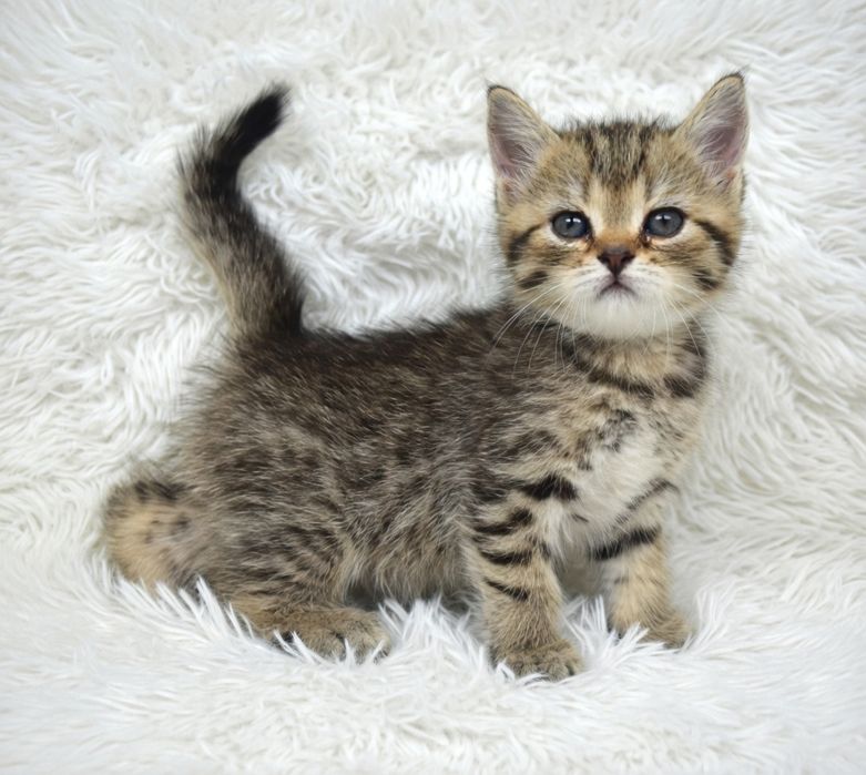 Кошечка шотландская .  .