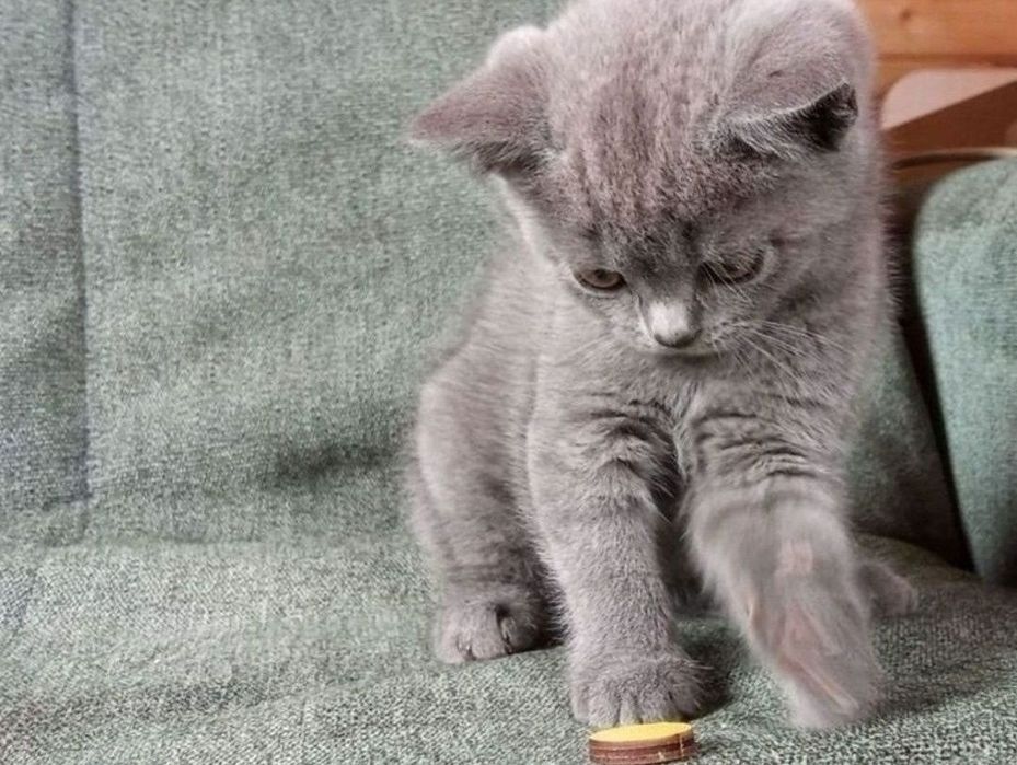 Девочки  1.5 мес ходят в лоток