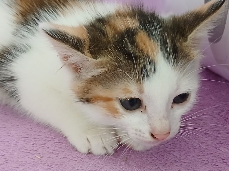 Девочки трехцветочки в дар