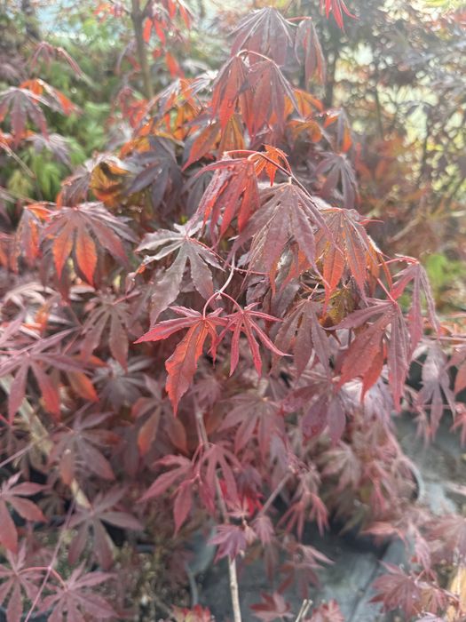 Artar japonez 1.2m la ghiveci