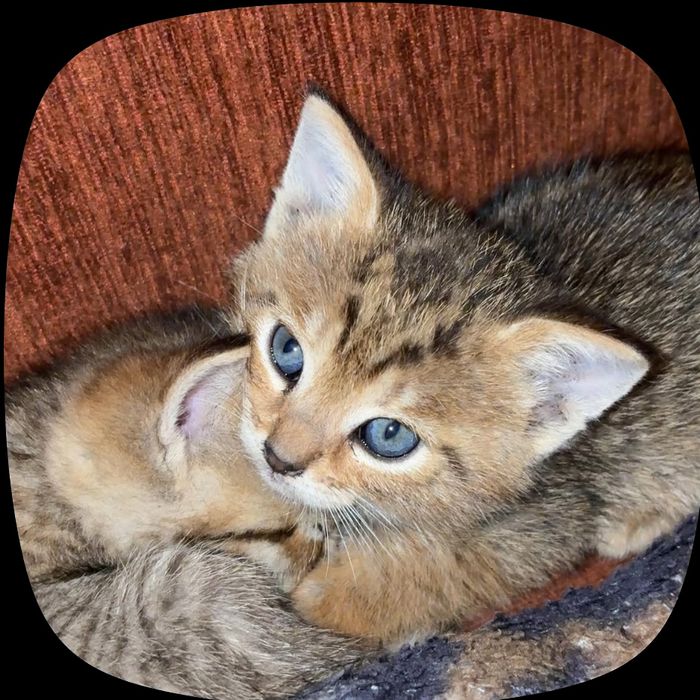 Отдам котят в хорошие руки, 2 мальчика 2 девочки