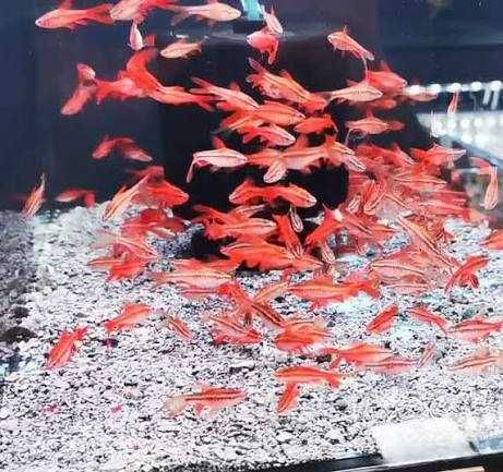 Барбус вишнёвый (вуалевый)