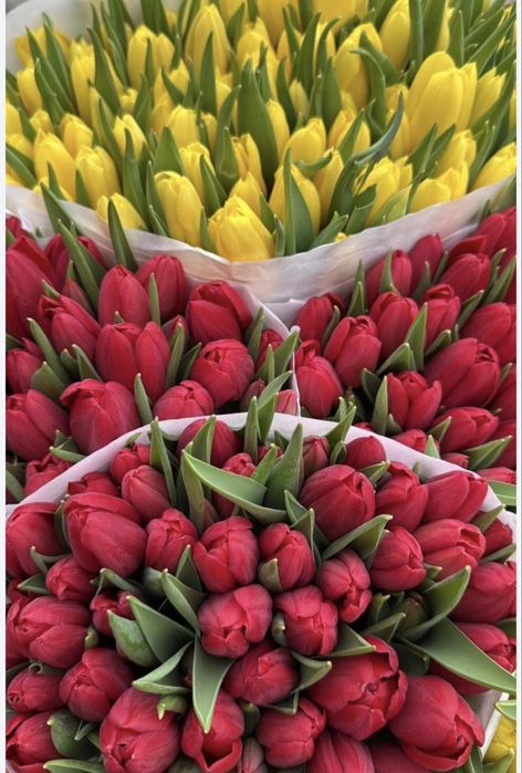 Тюльпаны для органицаций