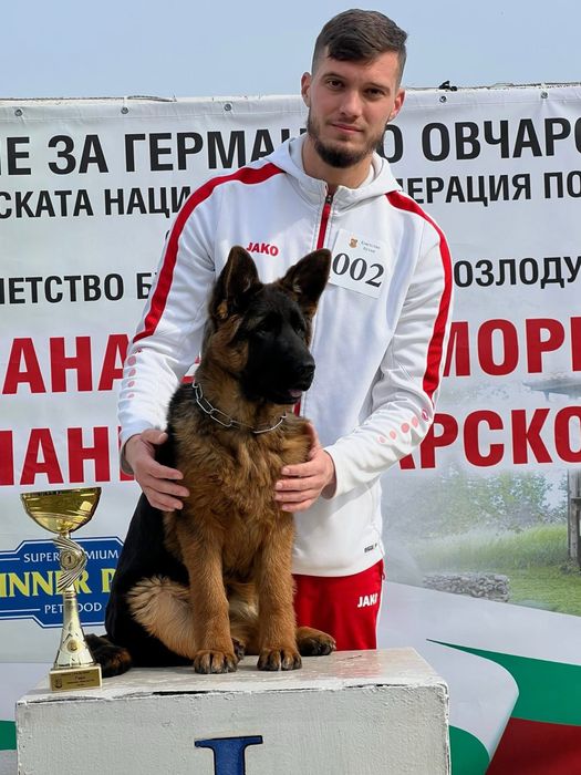 Елитни Немски Овчарки
