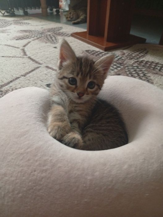 Котята бесплатно