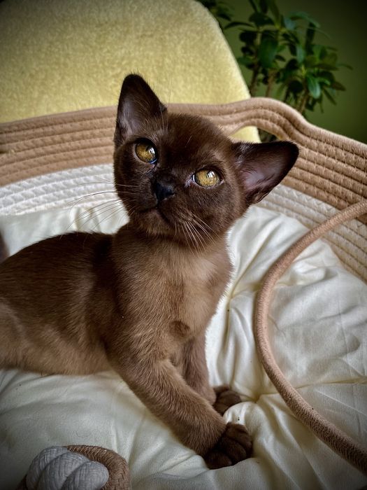 Европейская Бурма