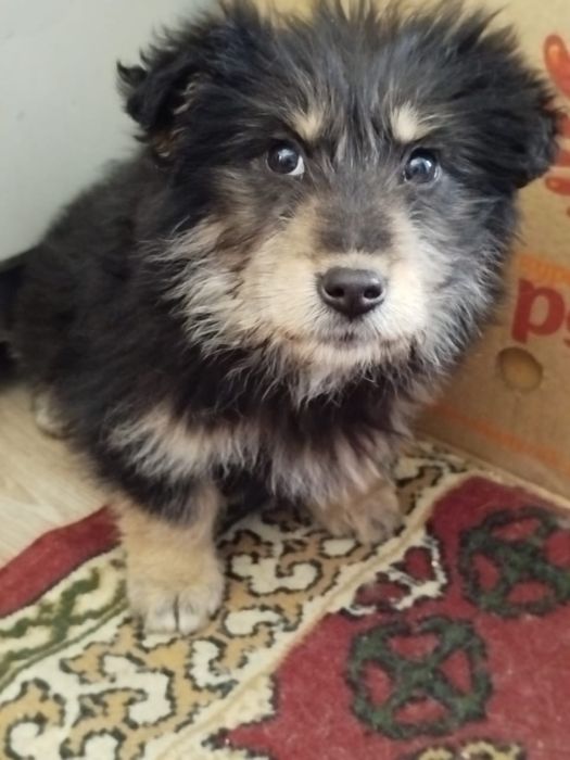 Щенок в добрые руки