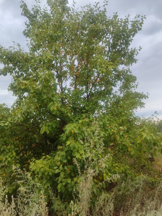 ЯБЛОНЬКА Есть торг продам дачу