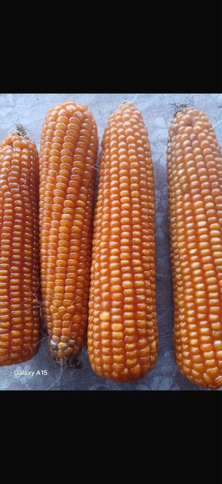 Vând porumb bob sticlos , 1,1 lei/kg , comuna Zănești , jud Neamț