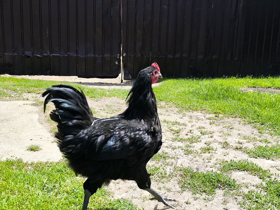 Cocos australorp